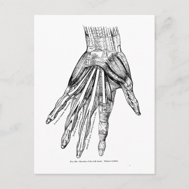 Vintage Medical Drawing Muscles of the Hand Postcard (Front)