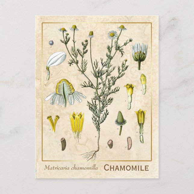 Vintage Medicinal Herb Chamomile Flower Botanical Postcard (Front)