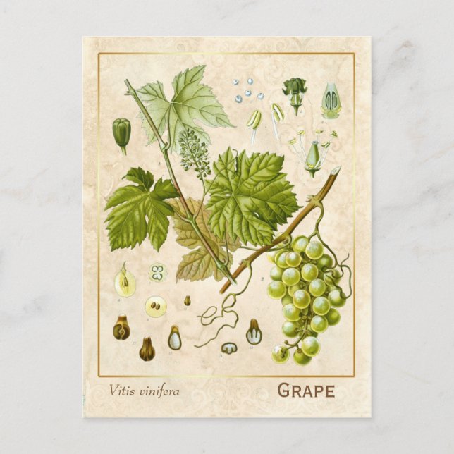 Vintage Medicinal Herb Grape Vine Botanical Postcard (Front)