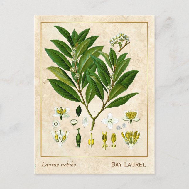 Vintage Medicinal Plant Bay Laurel Herb Botanical Postcard (Front)