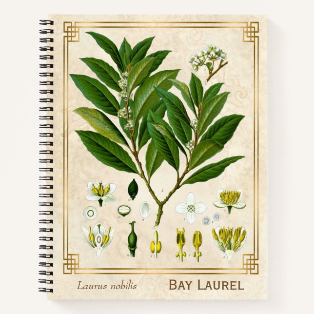 Vintage Medicinal Plant Bay Laurel Herbal Notebook (Front)