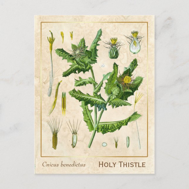 Vintage Medicinal Plant Blessed Thistle Botanical Postcard (Front)