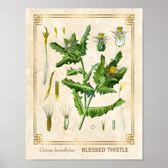 Vintage Medicinal Plant Blessed Thistle Botanical Poster (Front)