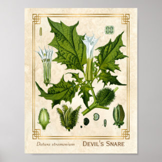 Vintage Medicinal Plant Devil's Snare Botanical Poster