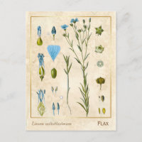 Vintage Medicinal Plant Flax Linseed Botanical