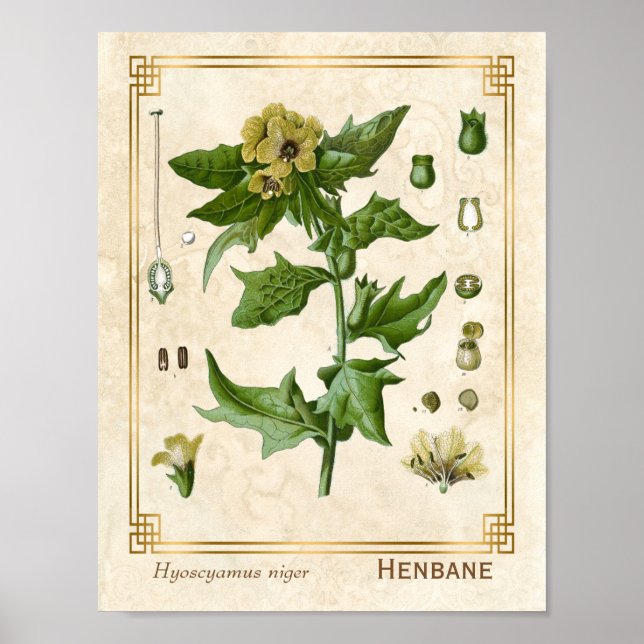 Vintage Medicinal Plant Henbane Herb Botanical Poster (Front)