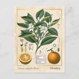 Vintage Medicinal Plant Orange Fruit Botanical Postcard