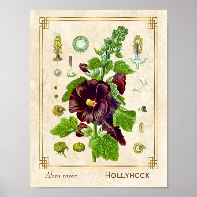 Vintage Medicinal Plant Purple Hollyhock Flower Poster (Front)
