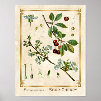Vintage Medicinal Plant Red Cherry Botanical Poster