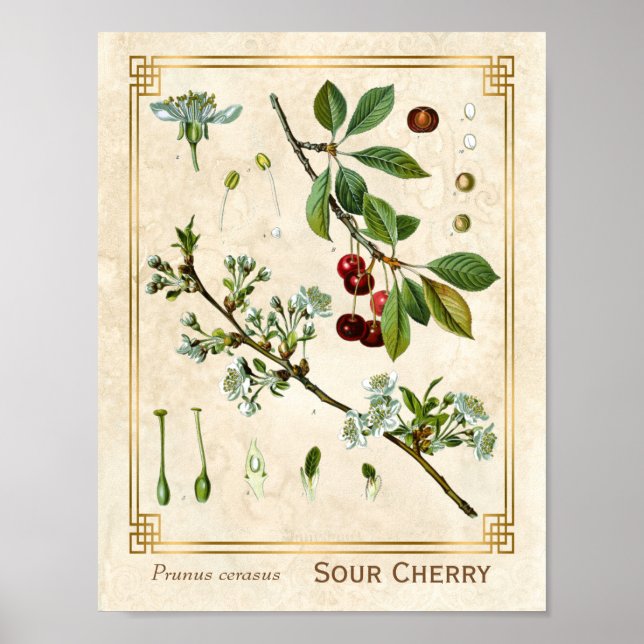 Vintage Medicinal Plant Red Cherry Botanical Poster (Front)