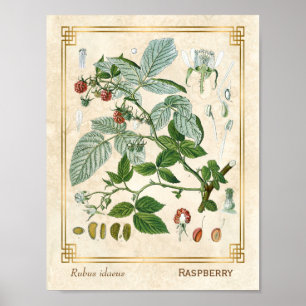 Vintage Medicinal Plant Red Raspberry Botanical Poster
