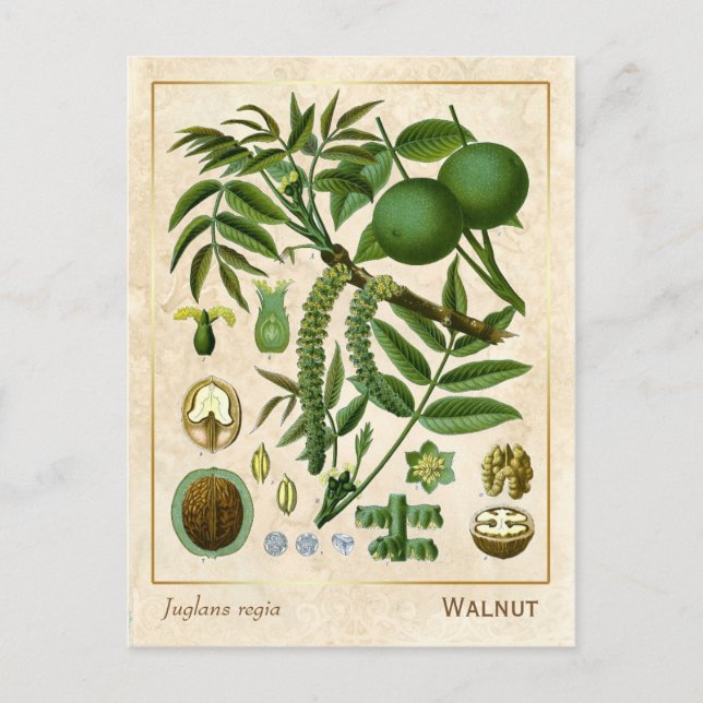 Vintage Medicinal Plant Walnut Tree Botanical Postcard (Front)