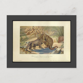 Vintage Megalosaurus VS Iguanodon Postcard