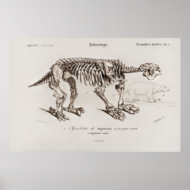 Vintage Megatherium Illustration Poster (Front)