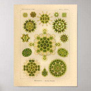 Vintage Melethallia Colour Ernst Haeckel Art Print