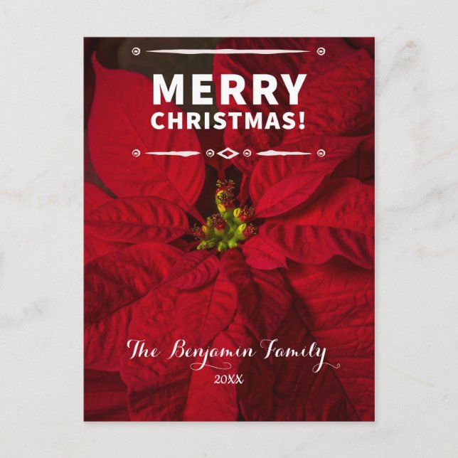 Vintage Merry Christmas Red Poinsettias Custom Holiday Postcard (Front)