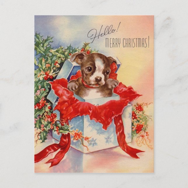 Vintage Mid Century Beautiful Baby Boston Terrier Postcard (Front)