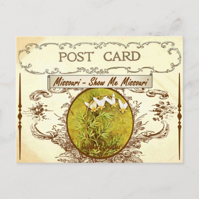Vintage Missouri State Flower Postcard (Front)