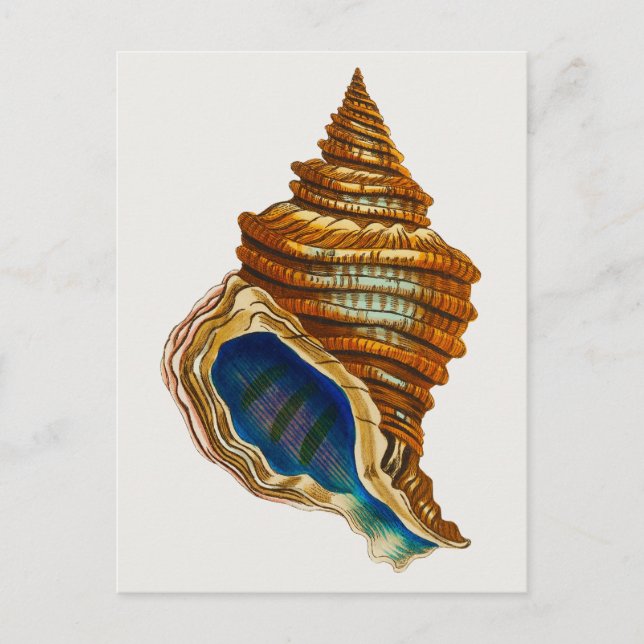 Vintage Mollusk Shell by George Shaw Postcard (Front)