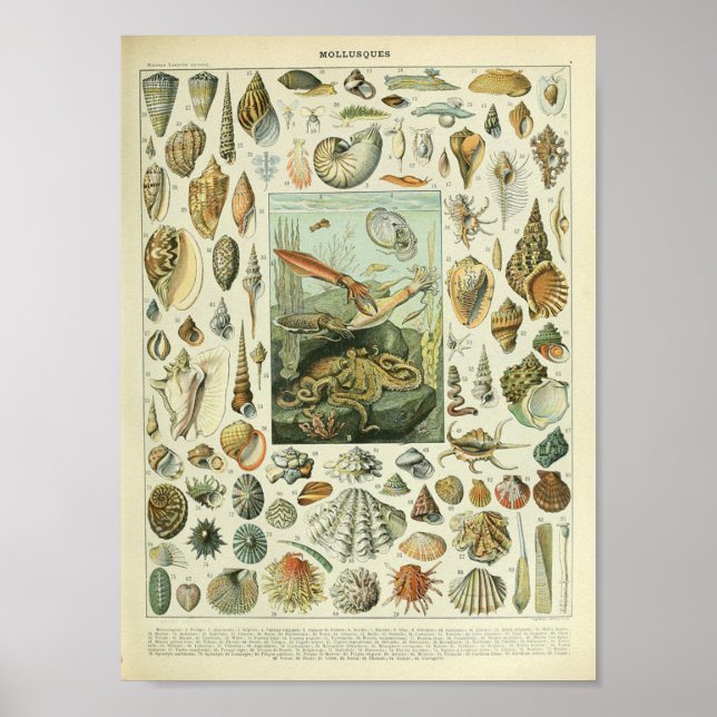 Vintage mollusk shellfish octopus ocean animal poster (Front)