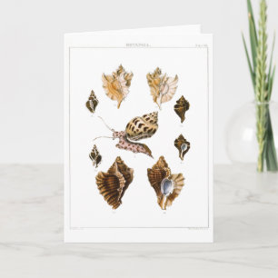 Vintage Mollusks and Snails, Marine Life Organisms Card