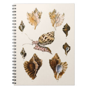 Vintage Mollusks and Snails, Marine Life Organisms Notebook