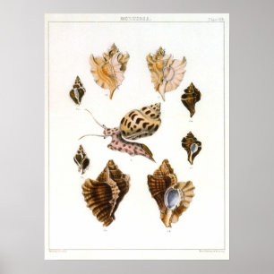 Vintage Mollusks and Snails, Marine Life Organisms Poster