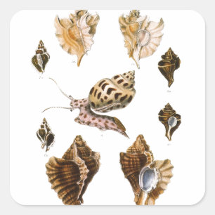 Vintage Mollusks and Snails, Marine Life Organisms Square Sticker