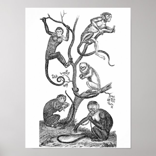 Vintage Monkey Illustration - 1800's Monkeys Poster (Front)