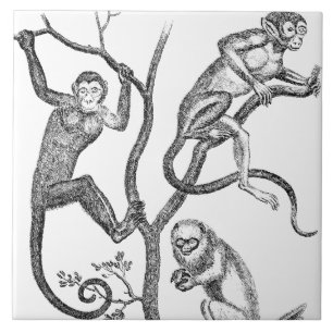 Vintage Monkey Illustration - 1800's Monkeys Tile