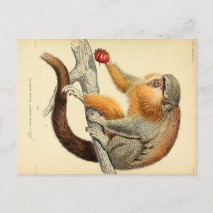 Vintage Monkey with Fruit Postcard