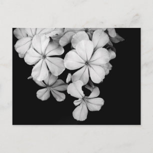 Vintage Monochrome Plumbago Artwork Postcard