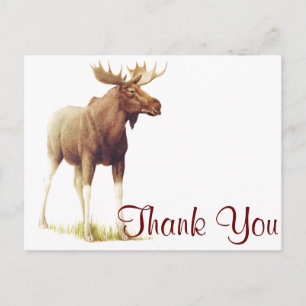 Vintage Moose Illustration, Animal Drawing Postcard