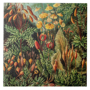 Vintage Moss Plants Muscinae by Ernst Haeckel Tile