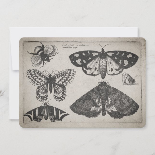 Vintage Moth Butterfly Bee Illustration (65) Invitation (Front)
