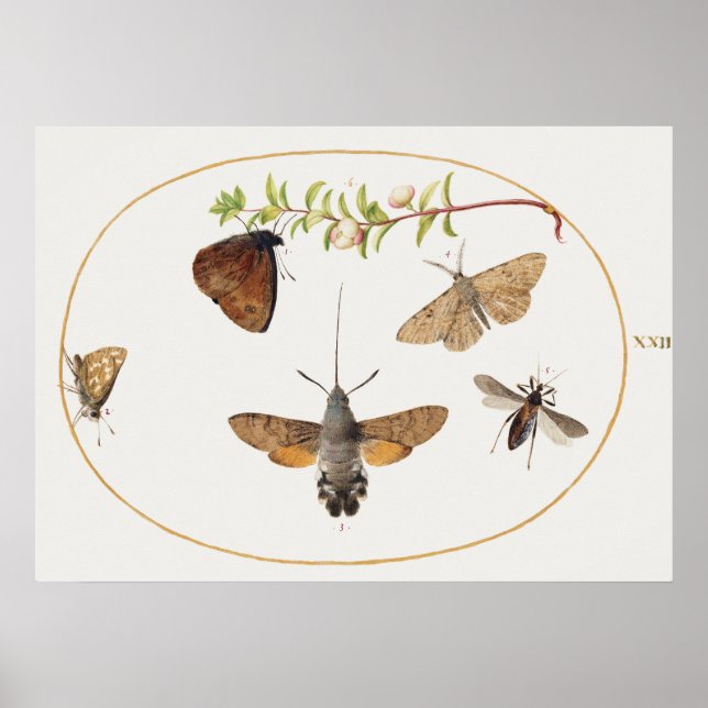 Vintage Moth Illustration Poster (Front)