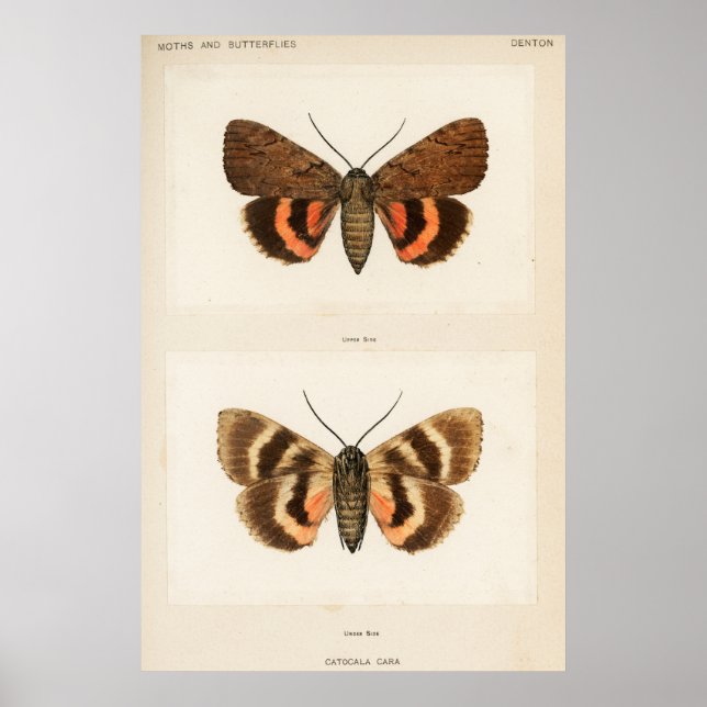 Vintage Moth Illustration Poster (Front)