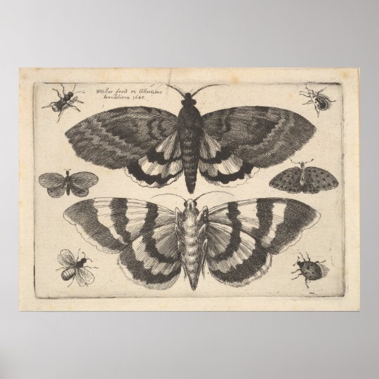 Vintage Moth Lepidoptera Art Print (64)