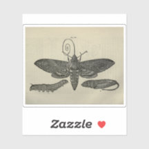 Vintage Moth Metamorphasis Print