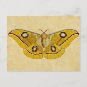 Vintage Moth Postcard