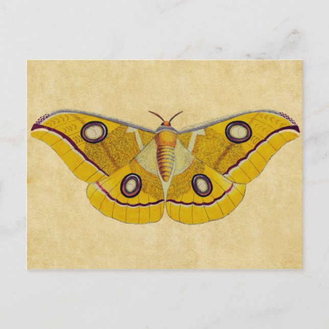 Vintage Moth Postcard (Front)