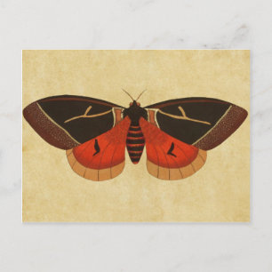 Vintage Moth Postcard
