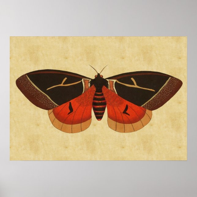 Vintage Moth Poster (Front)
