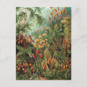 Vintage Muscinae, Moss Plants by Ernst Haeckel Postcard