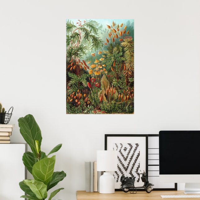 Vintage Muscinae, Moss Plants by Ernst Haeckel Poster (Home Office)