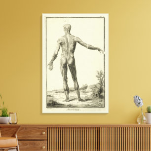 Vintage Muscles, Human Anatomy by Denis Diderot Canvas Print