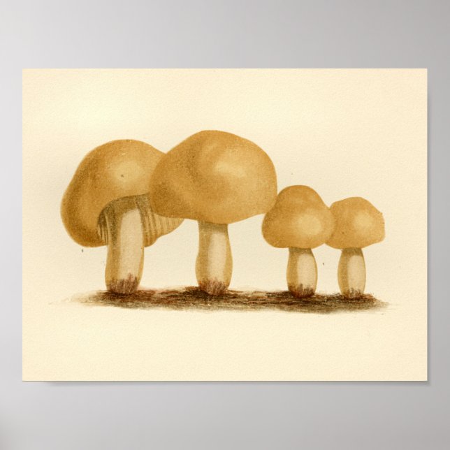 Vintage Mushroom 1861 Art Print Yellow (Front)