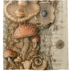 Vintage Mushroom Botanical Chart (1)