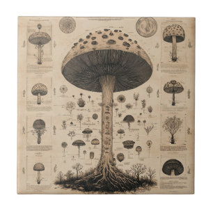 Vintage Mushroom Botanical Chart (10) Tile