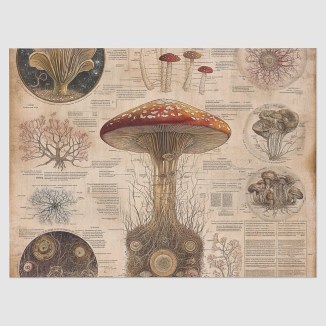 Vintage Mushroom Botanical Chart (2) Tissue Paper (Front)